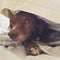 Molly, a Spaniel likes to hide under the duvet.