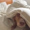 Molly, a Spaniel likes to hide under the duvet.