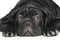 Molosso puppy. Close-up portrait