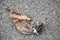Molten piece of plastic on asphalt with a dry leaf