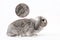 Molting in animals. Gray decorative lop-eared rabbit on a white background. A circle with a zoomed image of the fur. White