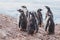 Molting baby gentoo penguins, group of young sea birds in Antarctica