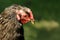 Molting Chicken Headshot Portrait in Profile