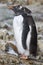 Almost molting Gentoo penguins standing