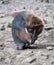 Molting King Penguin Chick Scratching Its Head