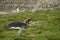 Molting King Penguin on Its Belly