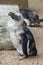 Molting penguin Spheniscus demersus