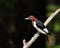 Molting red-headed woodpecker