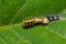 Molting skin caterpillar of common mime butterfly