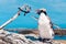 A molting yellow-eyed penguin and the camera at Kaikoura, New Zealand