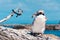 A molting yellow-eyed penguin and the camera at Kaikoura, New Zealand