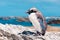 Molting Yellow-eyed Penguin at Kaikoura ocean in the background, South Island, New Zealand