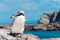 Molting Yellow-eyed Penguin at Kaikoura ocean in the background, South Island, New Zealand