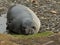 A Molting Young Elephant Seal Facing the Camera