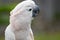 Moluccan Cockatoo