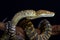 Moluccan python Simalia clastolepis