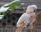 Moluccan (Salmon-crested) Cockatoo