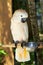 Moluccan Salmon-Crested Cockatoo in the nature