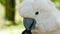 Moluccan or umbrella cockatoo. Portrait of white parrot, exotic endemic bird to tropical rainforest on Indonesia islands