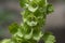 Moluccella laevis apple green shell flowers in bloom, bells of Ireland flowering plant