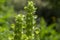 Moluccella laevis apple green shell flowers in bloom, bells of Ireland flowering plant