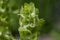 Moluccella laevis apple green shell flowers in bloom, bells of Ireland flowering plant