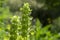 Moluccella laevis apple green shell flowers in bloom, bells of Ireland flowering plant