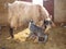 Mom and animal baby Mom goat licks newborn kids clean after birth. Motherhood, baby animal, baby animal, babies, newborn Vet