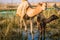 Mom and Baby Camel in Kuwait Desert