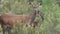 Mom and baby deer looking at camera with big ears