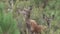 Mom and baby deer looking at camera in the bush