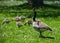 Mom and Baby geese in a field of white daisies