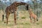 Mom and Baby Giraffe