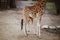 Mom and baby giraffe. A small newborn giraffe drinks milk from a spotted mom in a cloudy weather the cold season