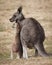 Mom and baby kangaroo