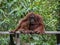 Mom and baby orangutans sleepily sit on a wooden platform (Indone
