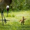 Mom and Baby Sandhill Cranes