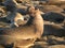 Mom and baby sea lion