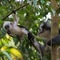 Mom and baby Thomas langurs sitting on a branch and looks among