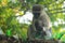 Mom With Baby The vervet monkey Chlorocebus pygerythrus is an Old World monkey of the family Cercopithecidae native to Africa. M