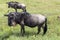 Mom blue wildebeest and her foal graze on lush meadows