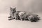 Mom cat and kittens, portrait on grey background