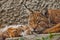 Mom cat lynx lies next to the kitten, cat`s face close-up, the attentive look of a strong next to the sleeping kitten