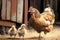 Mom chicken is important walking around farmyard with her chicks