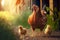 Mom chicken is important walking around farmyard with her chicks