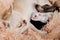 Mom Chihuahua feed newborn puppies breast milk