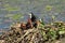 Mom coot duck feeds her ducklings on the lake, raising offspring in the wild, taking care of her cubs, survival in difficult