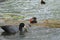 Mom coot duck feeds her ducklings on the lake, raising offspring in the wild, taking care of her cubs, survival in difficult