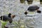 Mom coot duck feeds her ducklings on the lake, raising offspring in the wild, taking care of her cubs, survival in difficult