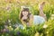 Mom and daughter on a picnic in the chamomile field. Two beautiful blondes in chamomile field on a background of horse